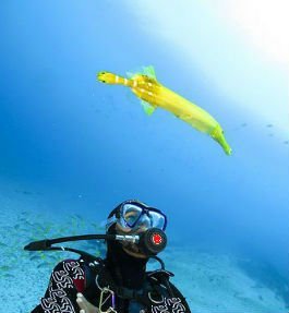 diving cape verde islands