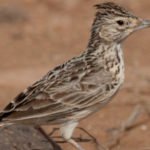 raso lark bird in cape verde