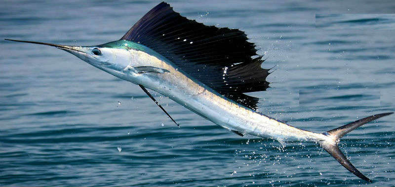 sailfish