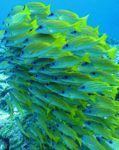 snappers cape verde islands