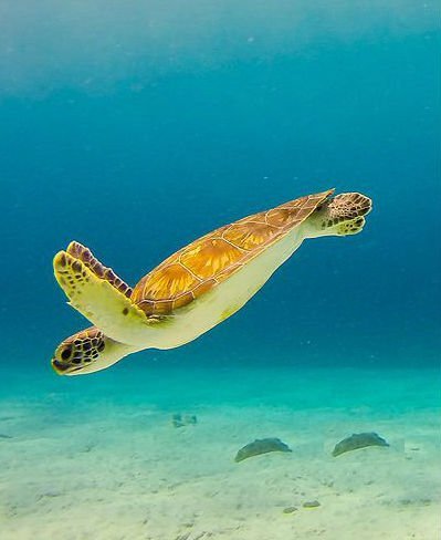 turtle cape verde islands